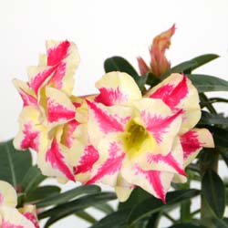 Desert Rose specimen